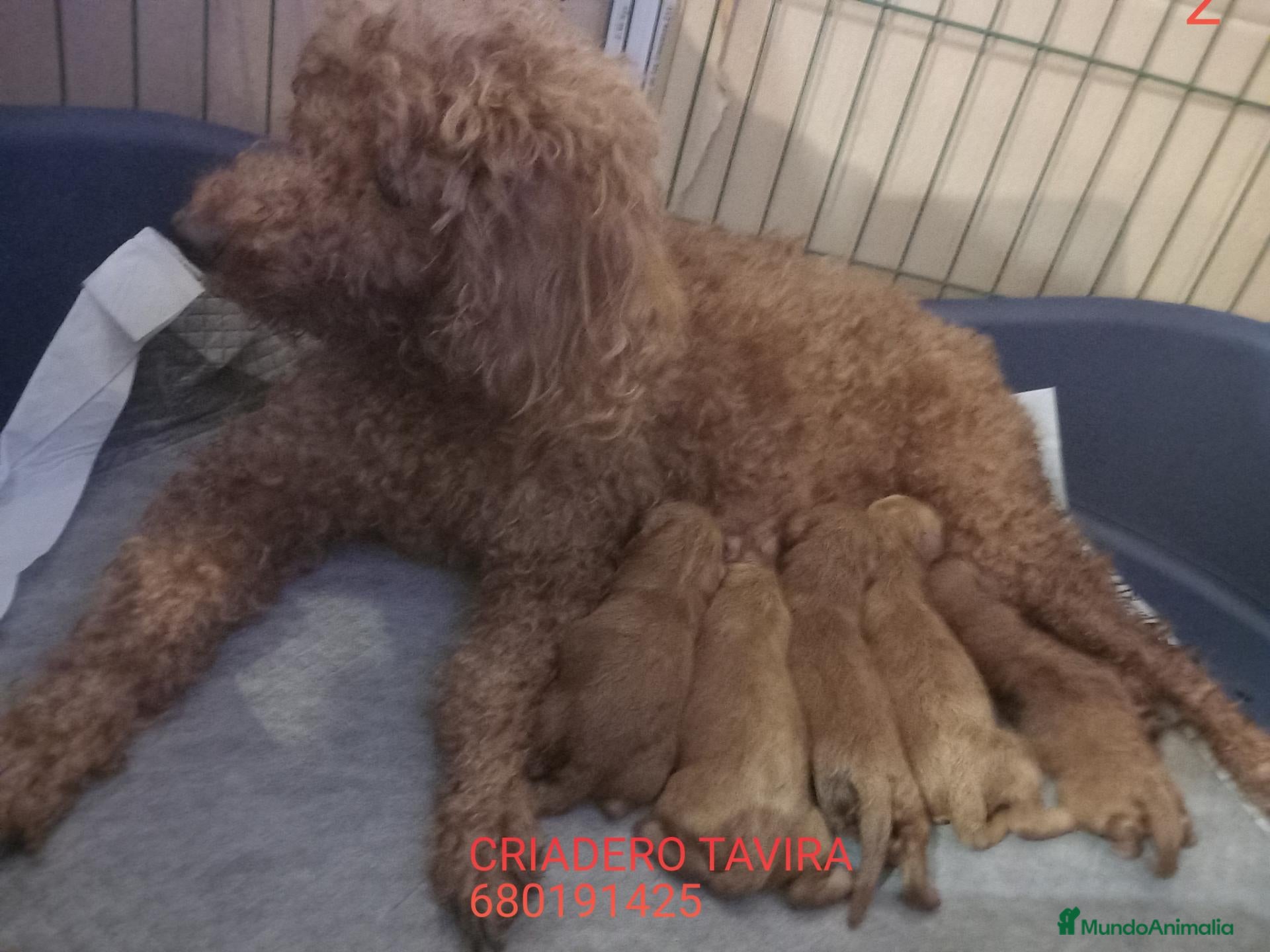 Caniche Toy perros Cachorros caniche toy rojo poodle. - Anuncio 1