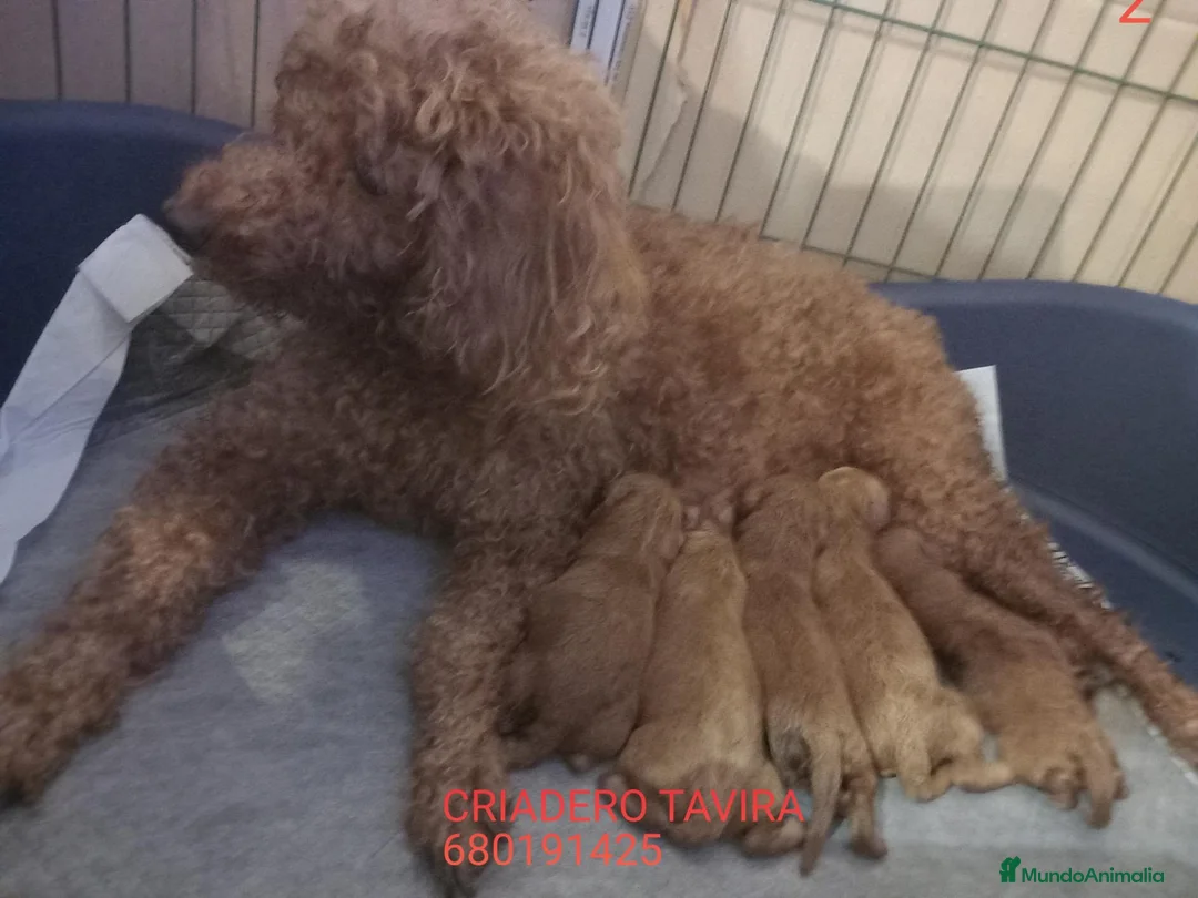 Caniche Toy perros en venta: Cachorros caniche toy rojo poodle. - Anuncio 16