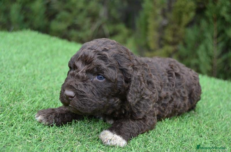 Perro de Agua Español perros Cachorros de perro de agua  - Anuncio 24
