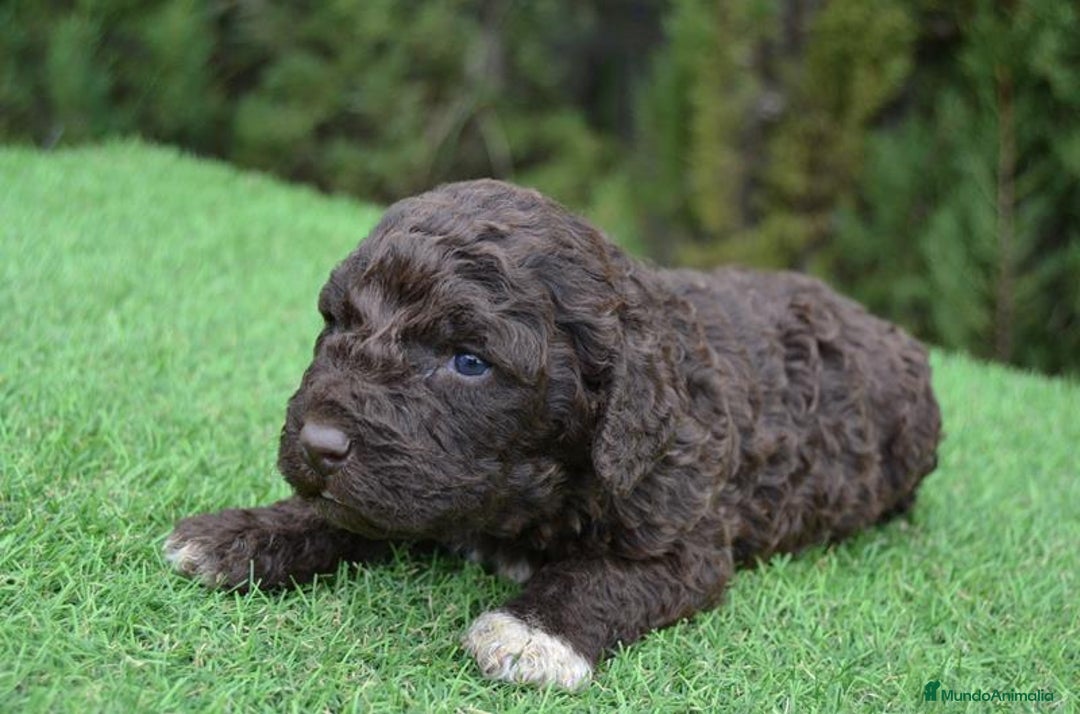 Perro de Agua Español perros en venta: Cachorros de perro de agua  - Anuncio 1