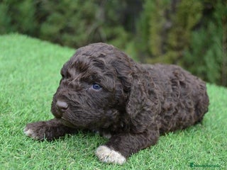 Perro de Agua Español perros Cachorros de perro de agua - Anuncio 1