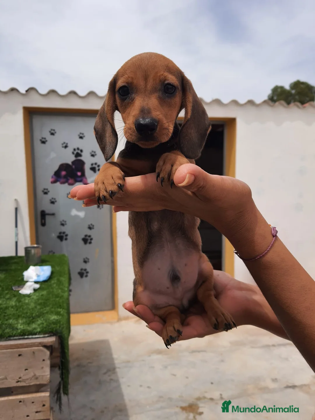 Teckel perros en venta: TECKEL KANICHEN CON PAPELES en Valencia - Anuncio 2