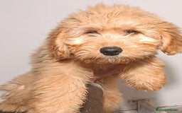 Goldendoodle perros en venta: Goldendoodle - Anuncio 1