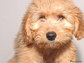 Goldendoodle perros Goldendoodle - Anuncio 1