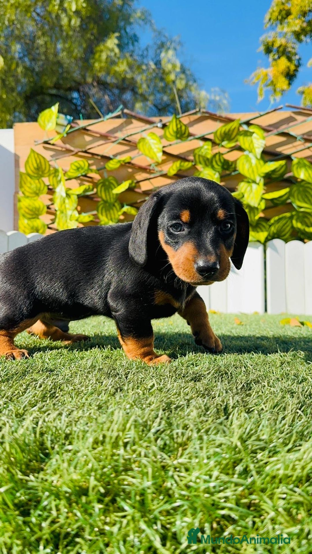 Teckel Miniatura perros en venta: TECKEL MINIATURA  - Anuncio 29