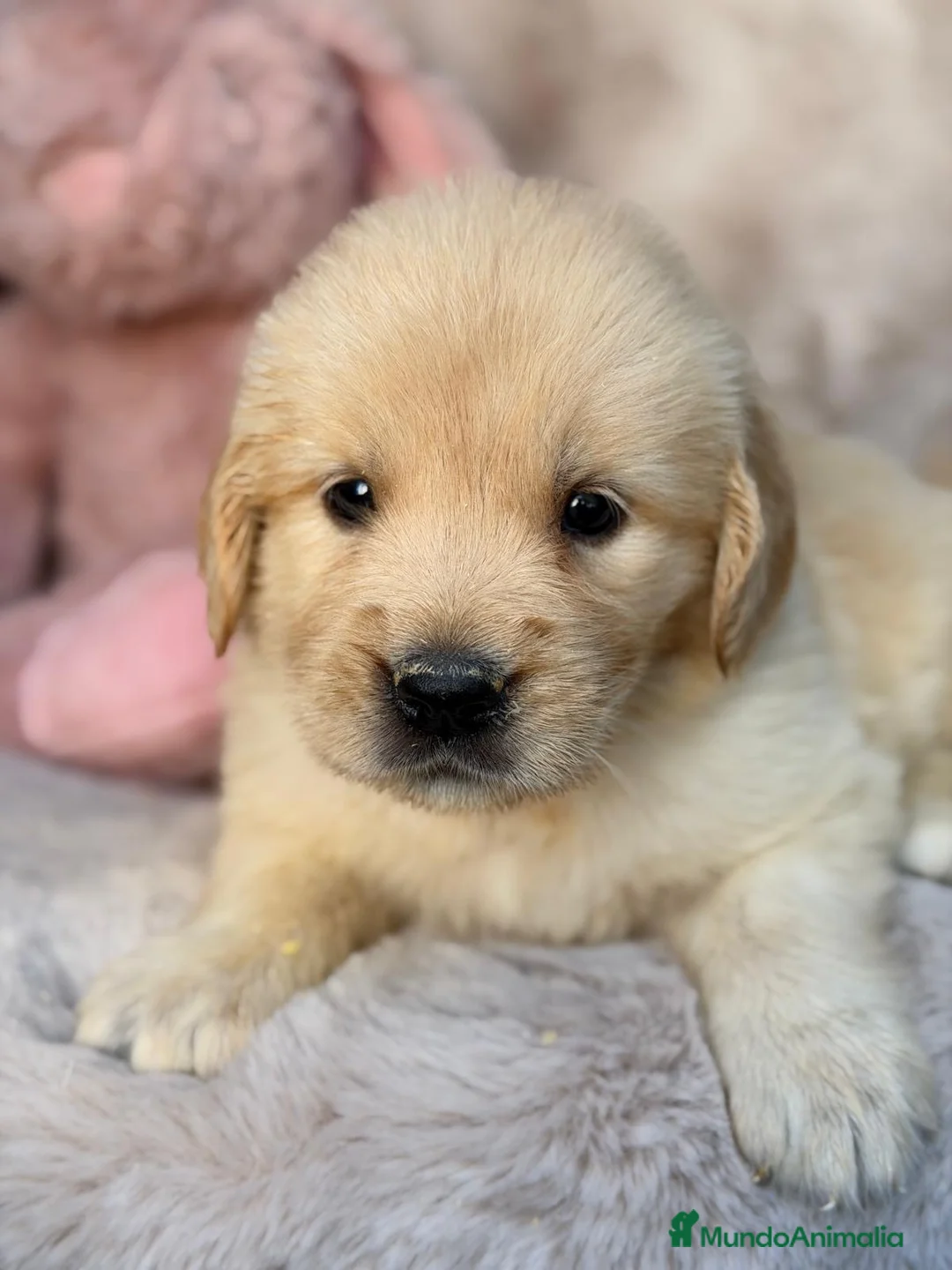 Golden Retriever perros en venta: Camada de Golden retriever 🐾 - Anuncio 1