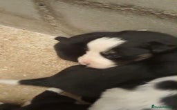 Border Collie perros en venta: Border collie nueva camada - Imagen 11