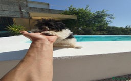 Maltipoo perros en venta: Maltipoo  - Imagen 2