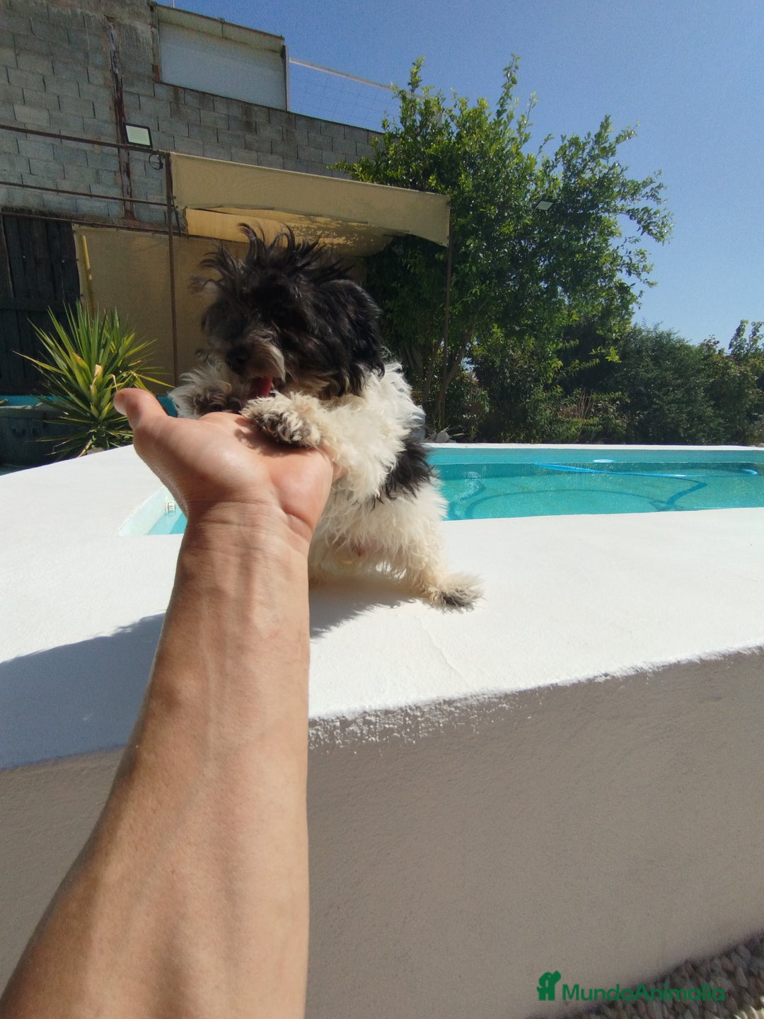 Maltipoo perros en venta: Maltipoo  - Imagen 2