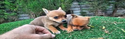 Raza Mixta perros en venta: Cachorritos mini toy - Anuncio 7