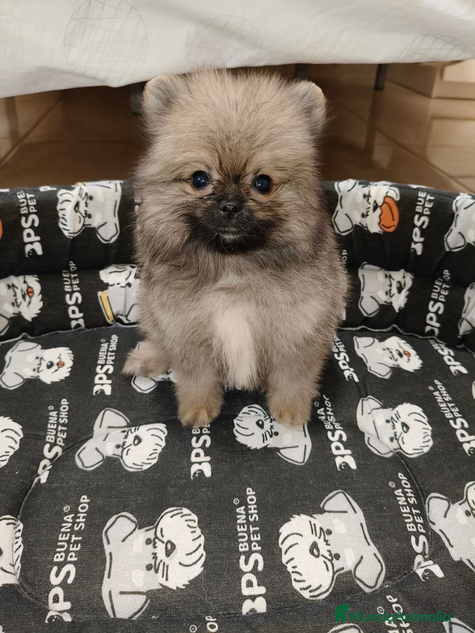 Pomerania perros Pomerania Toy - Anuncio 1