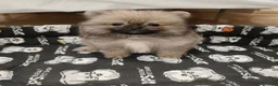 Pomerania perros en venta: Pomerania Toy - Anuncio 1
