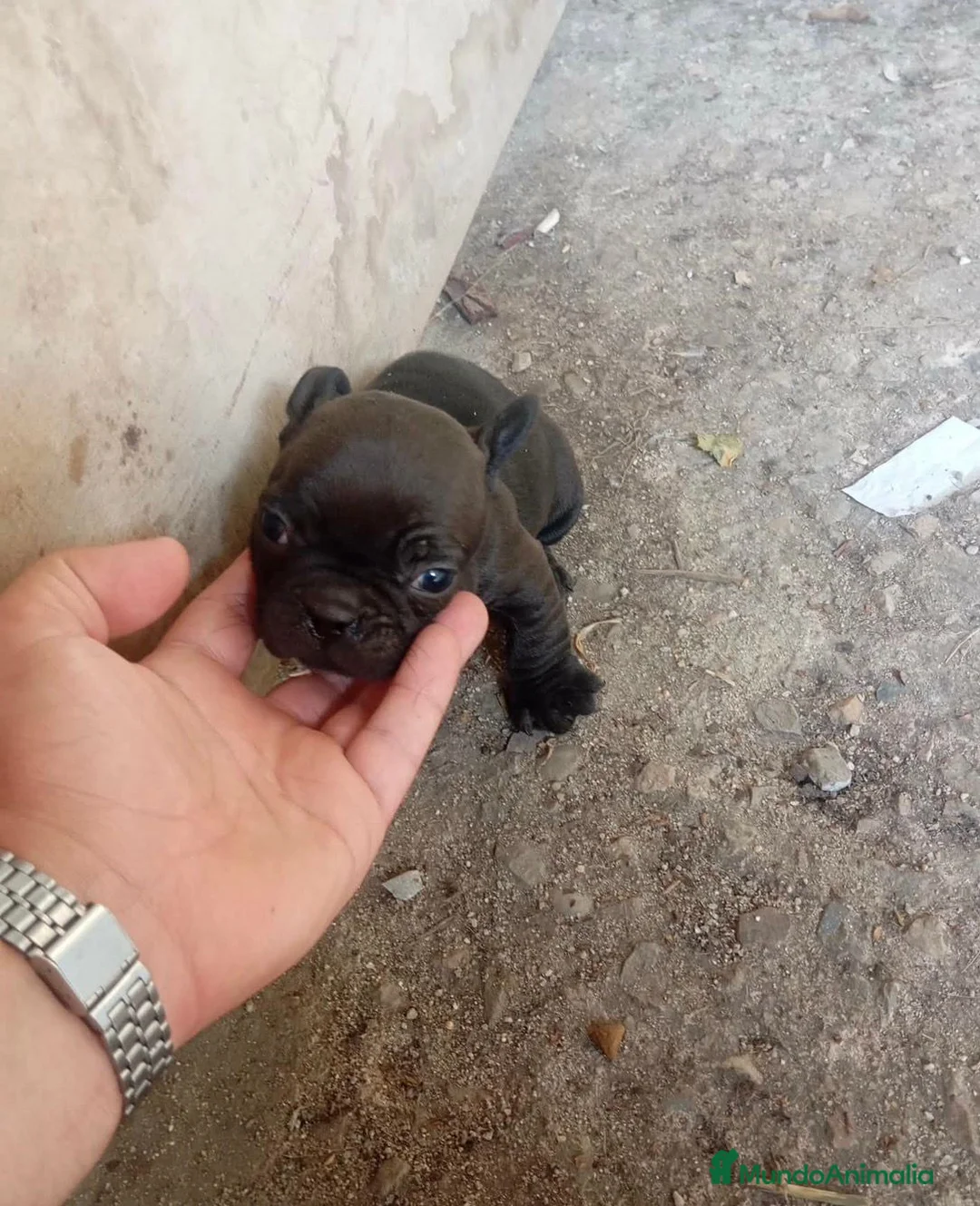 Bulldog Francés perros en venta: Bulldog francés  - Anuncio 3