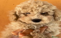 Caniche Toy perros en venta: Caniche apricot - Imagen 4