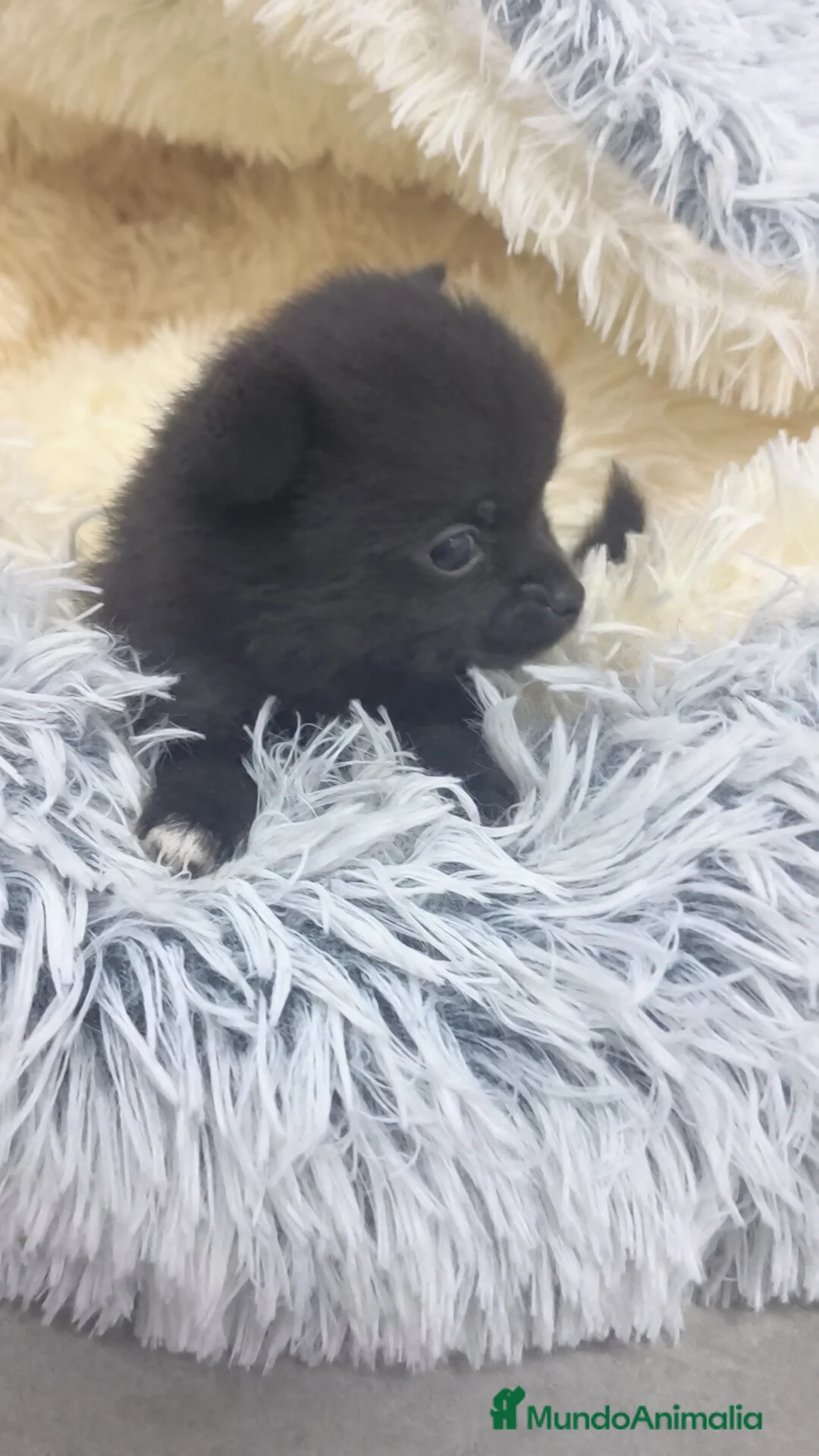 Chihuahua perros en venta: Chihuahua Toy Negro pelo largo  - Anuncio 9