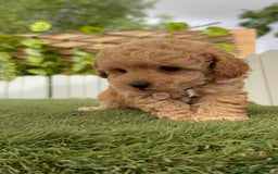 Caniche Toy perros en venta: CANICHE TOY HEMBRA - Imagen 7