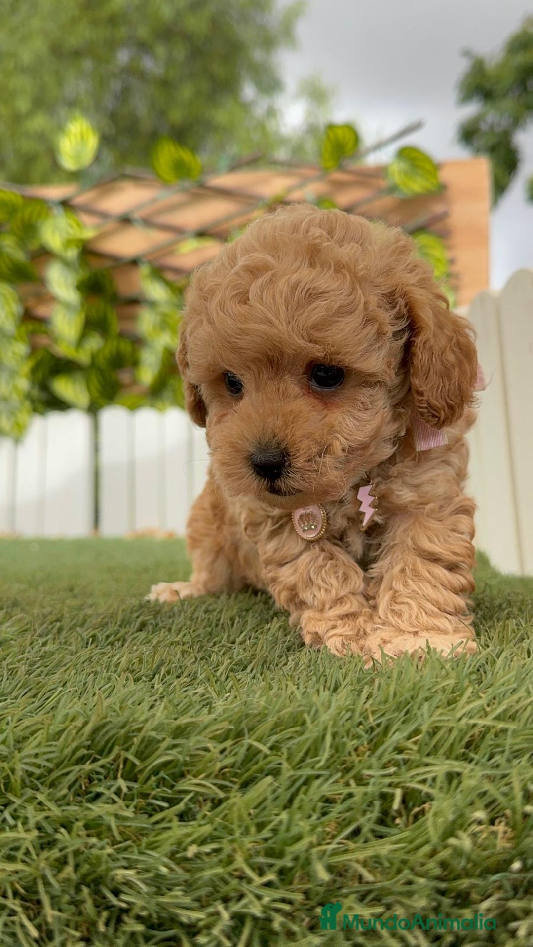 Caniche Toy perros en venta: CANICHE TOY HEMBRA - Imagen 7