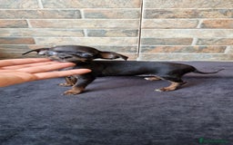 Chihuahua perros en venta: HEMBRA CHIPOO - Imagen 2