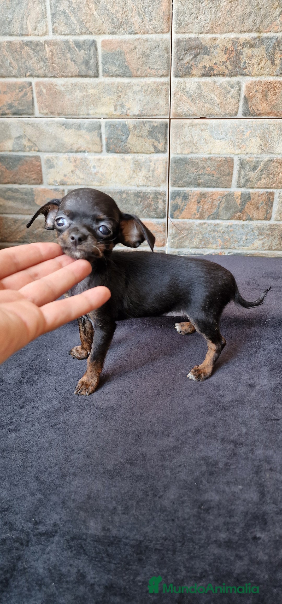Chihuahua perros en venta: HEMBRA CHIPOO - Imagen 2