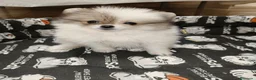 Pomerania perros en venta: Pomerania Toy - Anuncio 7