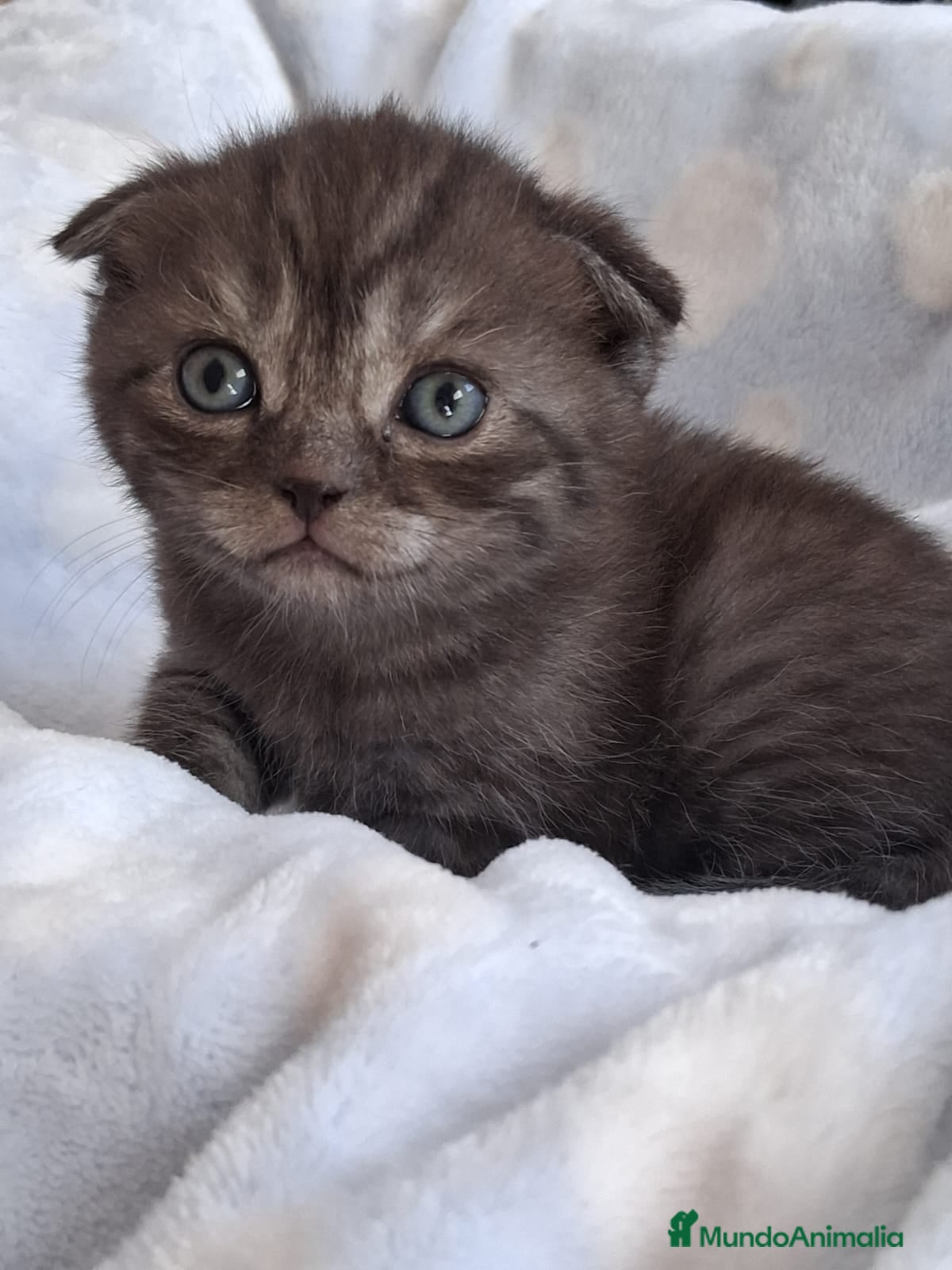 Scottish Fold gatos Preciosos Scotthis chocolate y tabby chocolate en Madrid - Anuncio 2