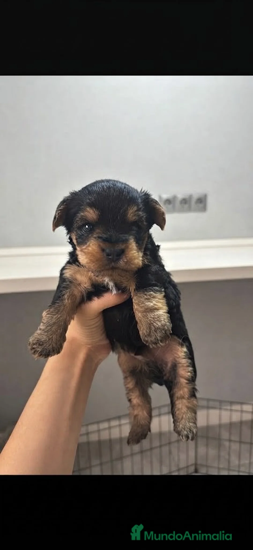 Yorkshire Terrier perros en venta: Yorkshire toys🐻🐾 - Anuncio 2