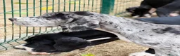 Dogo Alemán perros en venta: DOGO ALEMÁN MERLÉ Y NEGRO - Anuncio 8