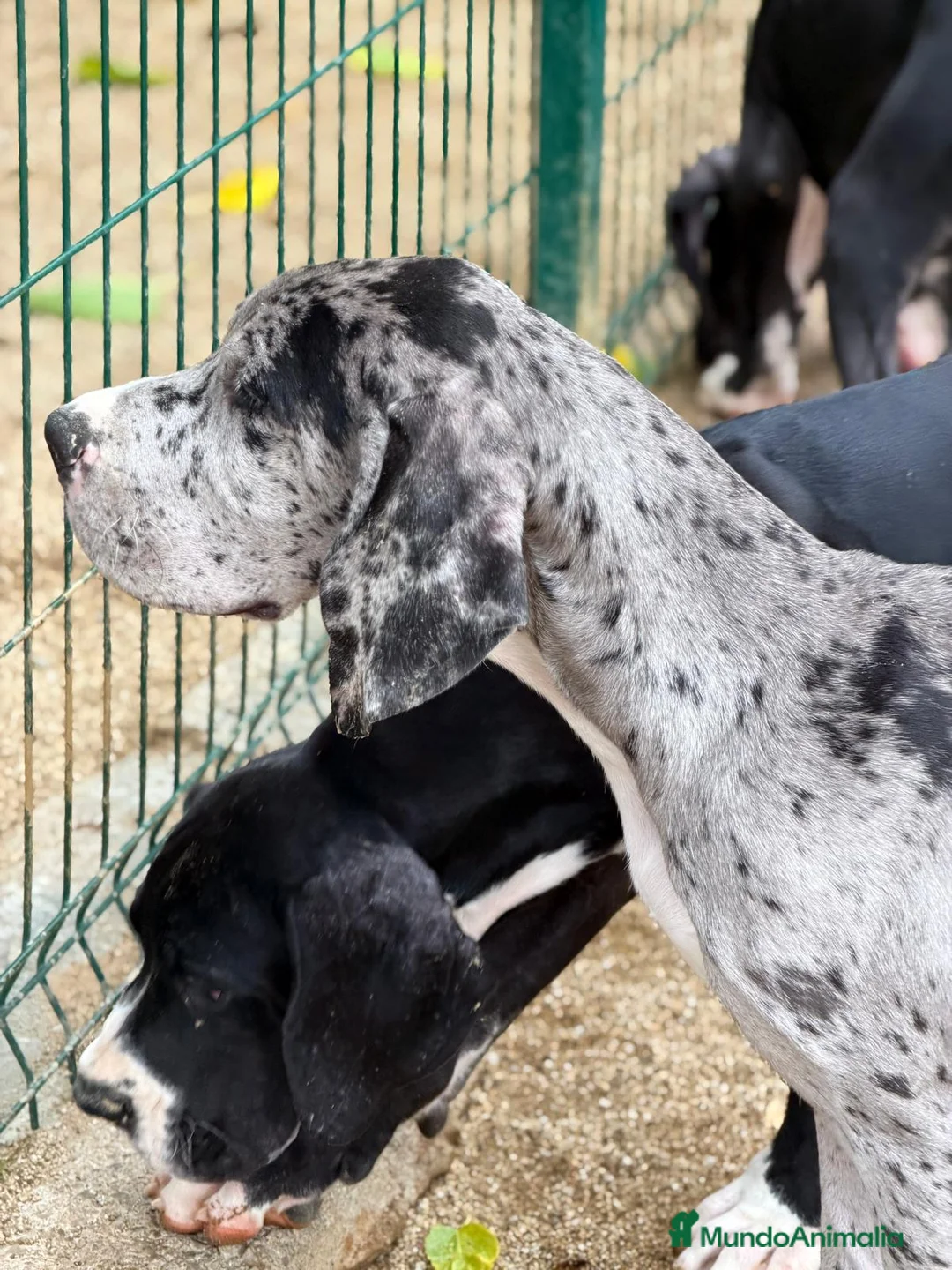 Dogo Alemán perros en venta: DOGO ALEMÁN MERLÉ Y NEGRO - Anuncio 8
