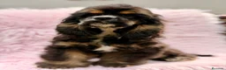 Cocker Spaniel Americano perros en venta:  Cocker americano hembra  - Anuncio 2