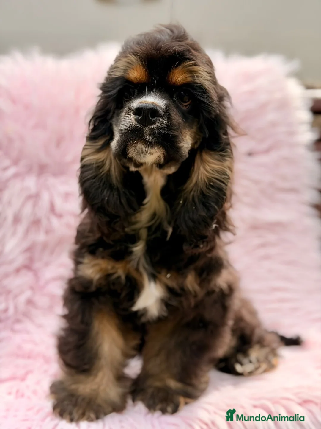 Cocker Spaniel Americano perros en venta:  Cocker americano hembra  - Anuncio 2