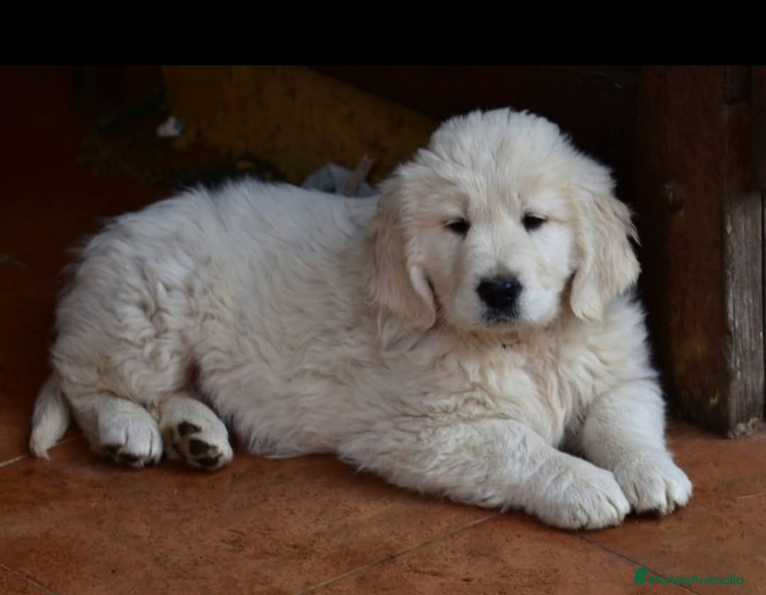 Golden Retriever perros en venta: Gran ejemplar de GOLDEN RETREVIER  - Anuncio 4