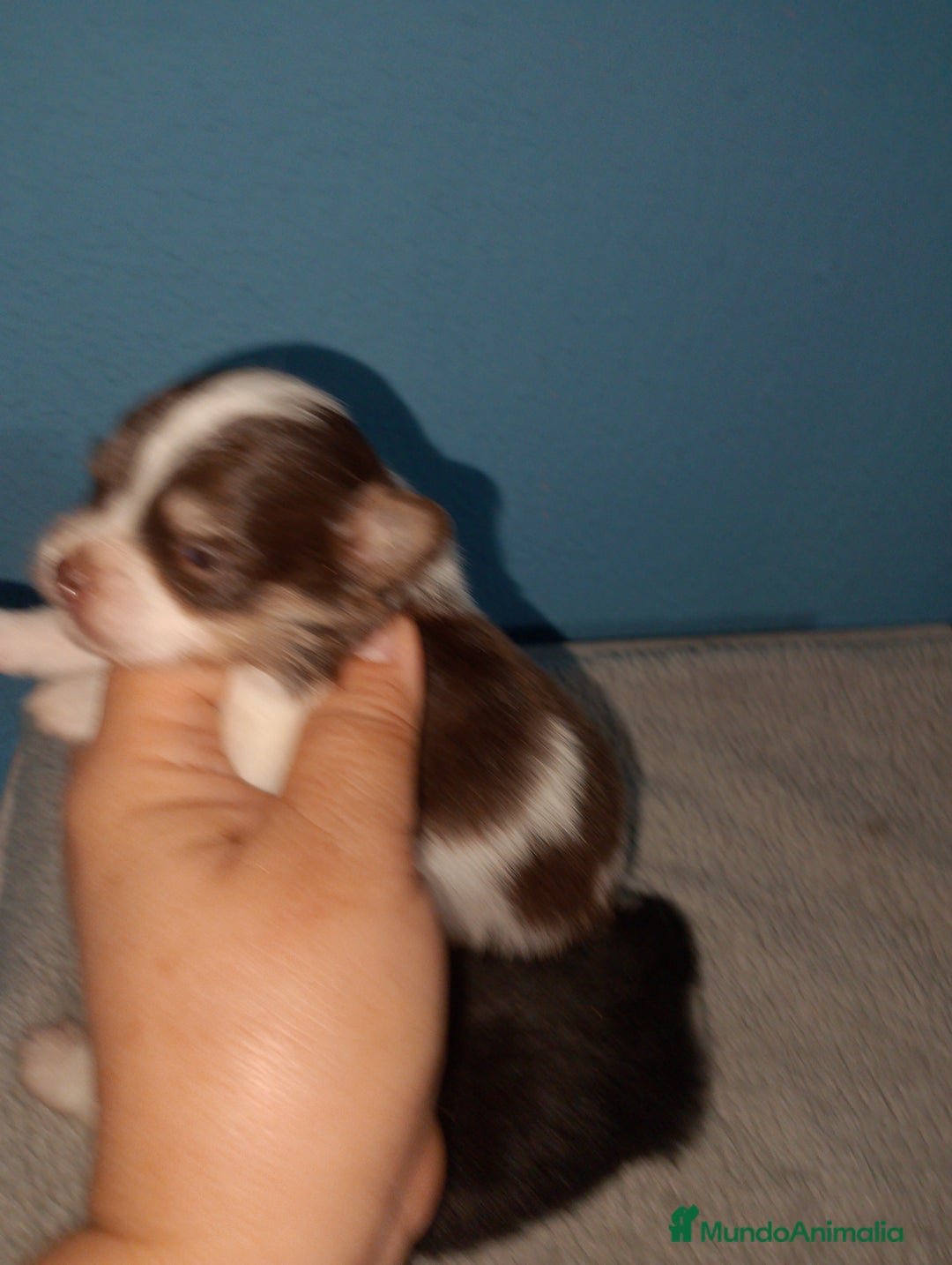 Bichón Maltés perros en venta: Maltipom machos  - Imagen 1