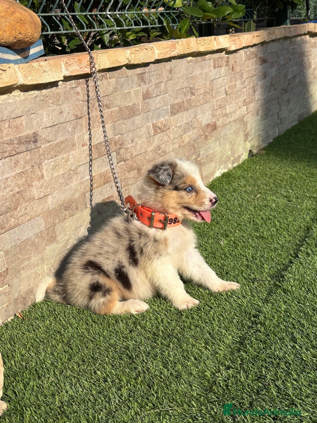 Border Collie perros en venta: Disponible cachorro macho Border collie merle - Imagen 3