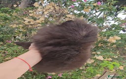 Pomerania perros en venta: Cachorritos exoticos  - Imagen 8