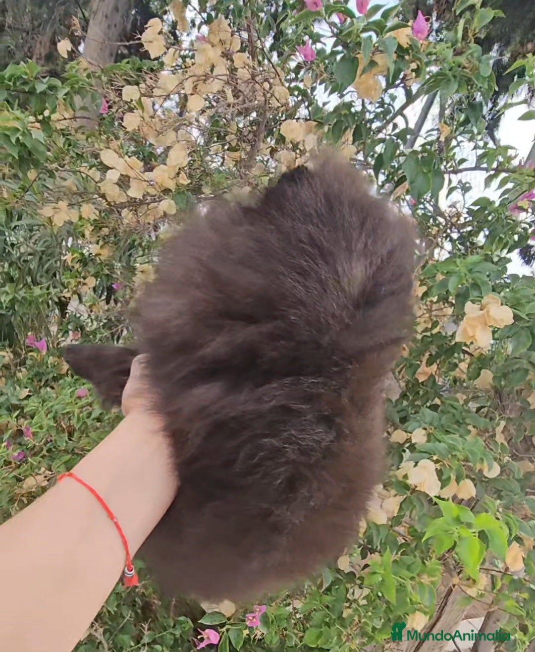 Pomerania perros en venta: Cachorritos exoticos  - Imagen 8
