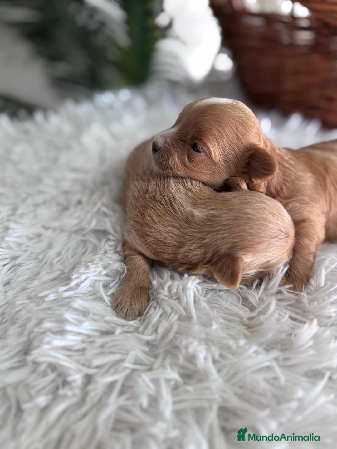 Maltipoo perros en venta: MALTIPOO MACHOS - Imagen 2