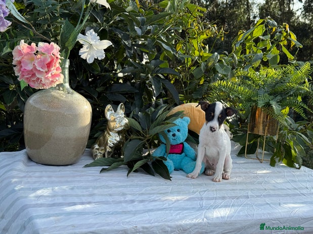 Ratonero Bodeguero Andaluz perros Bodeguero andaluz macho - Anuncio 1