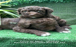 Perro de Agua Español perros en venta: Perro de Agua Español hembra - Anuncio 12