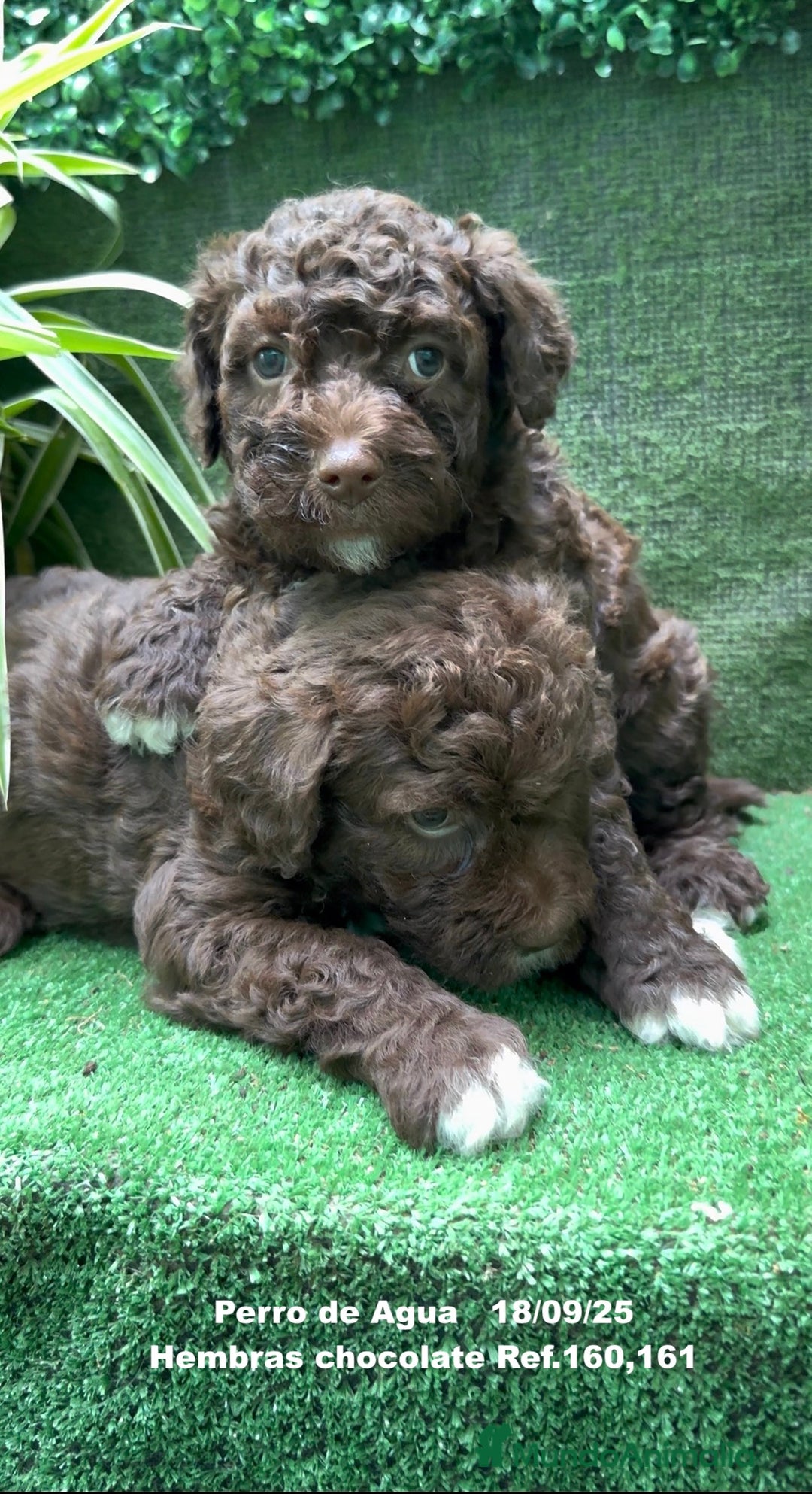 Perro de Agua Español perros en venta: Perro de Agua Español hembra - Anuncio 12