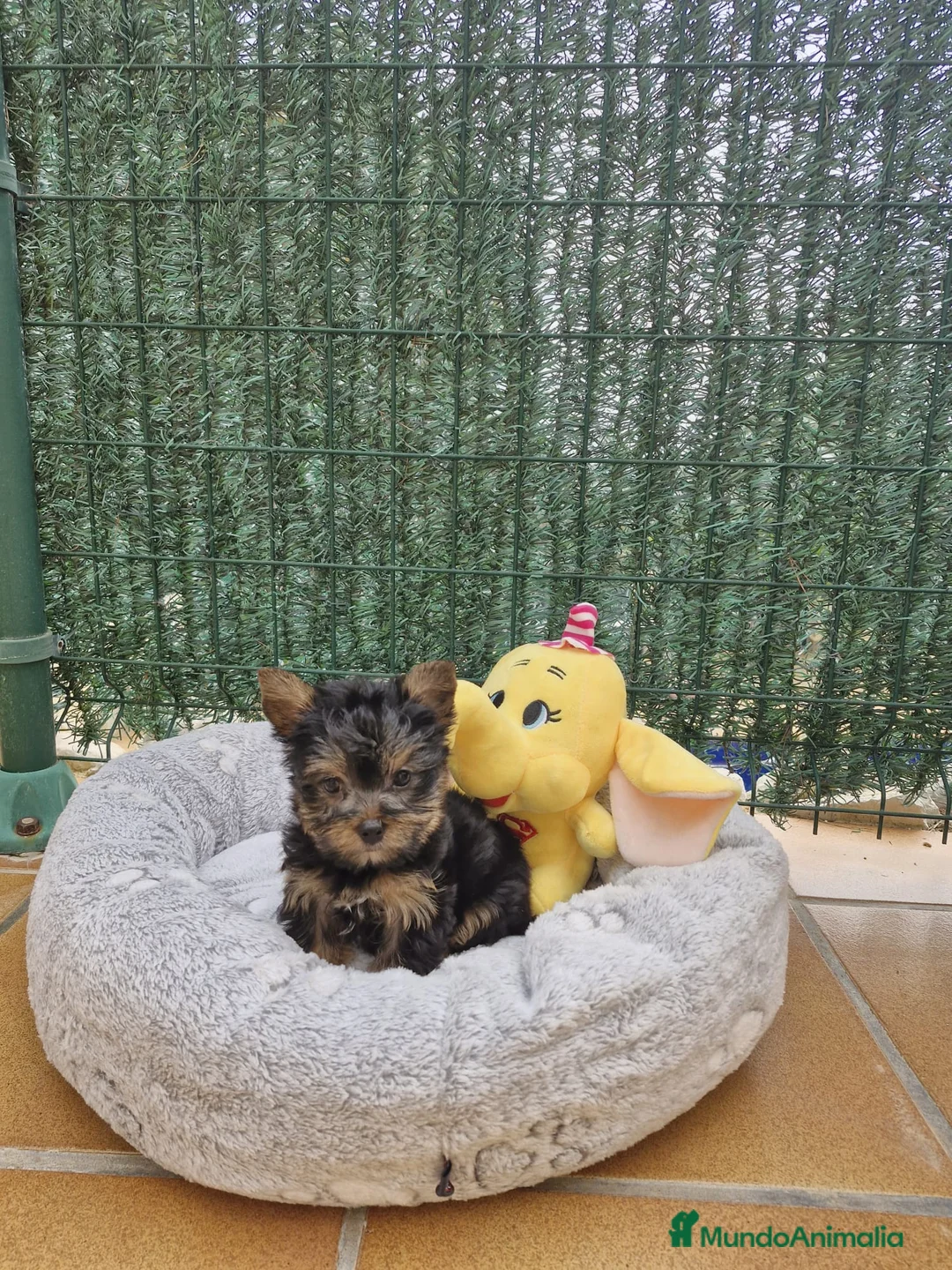 Yorkshire Terrier perros en venta: Yorkshire Terrier preciosos en Barcelona - Anuncio 4