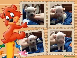 Chihuahua perros Camada familiar de chihuahua - Anuncio 1