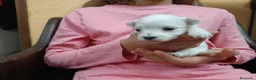 Bichón Maltés perros en venta: Maltes Toy - Anuncio 4