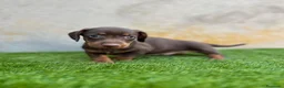 Teckel Miniatura perros en venta: Teckel miniatura  - Anuncio 3