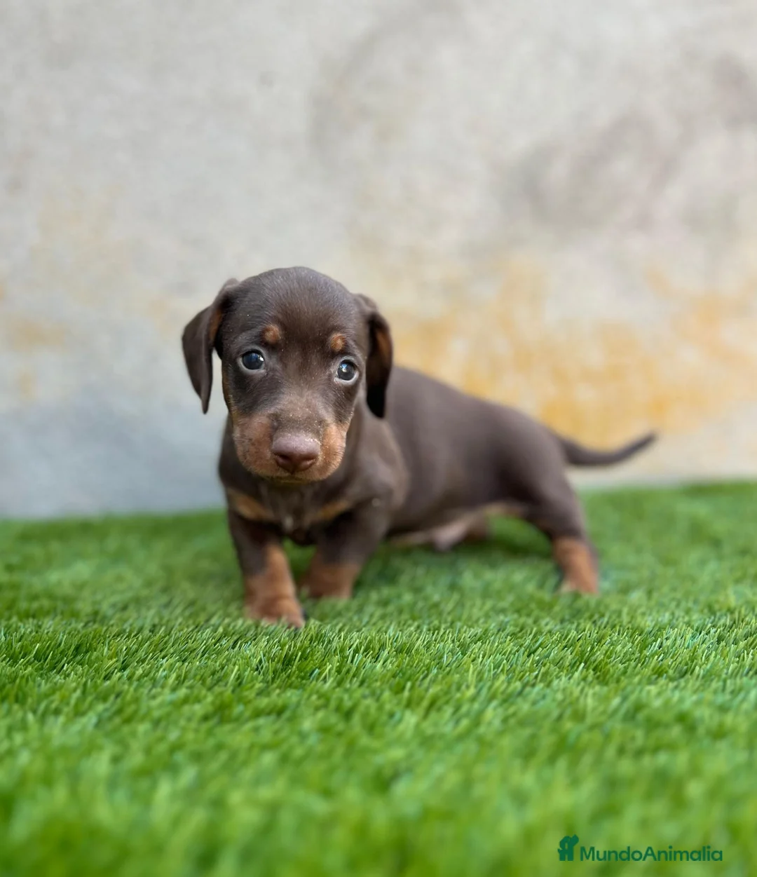 Teckel Miniatura perros en venta: Teckel miniatura  - Anuncio 3