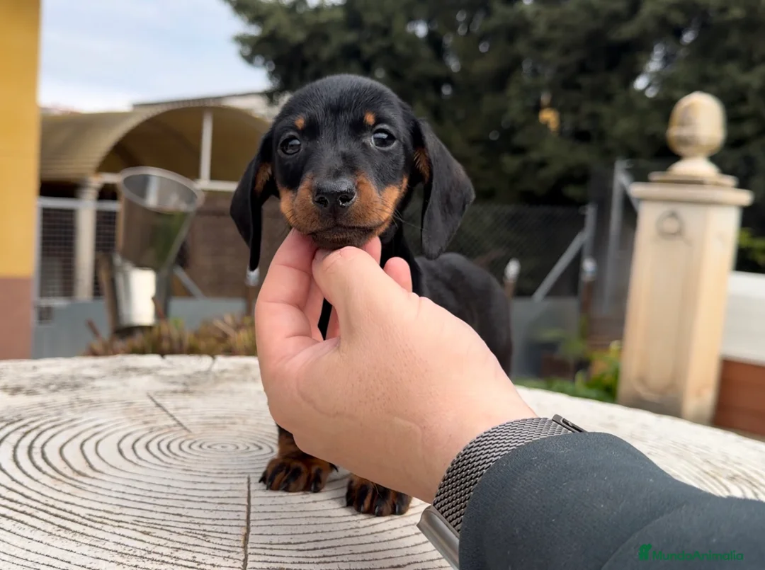 Teckel Miniatura perros en venta: Teckel excelente calidad  - Anuncio 2