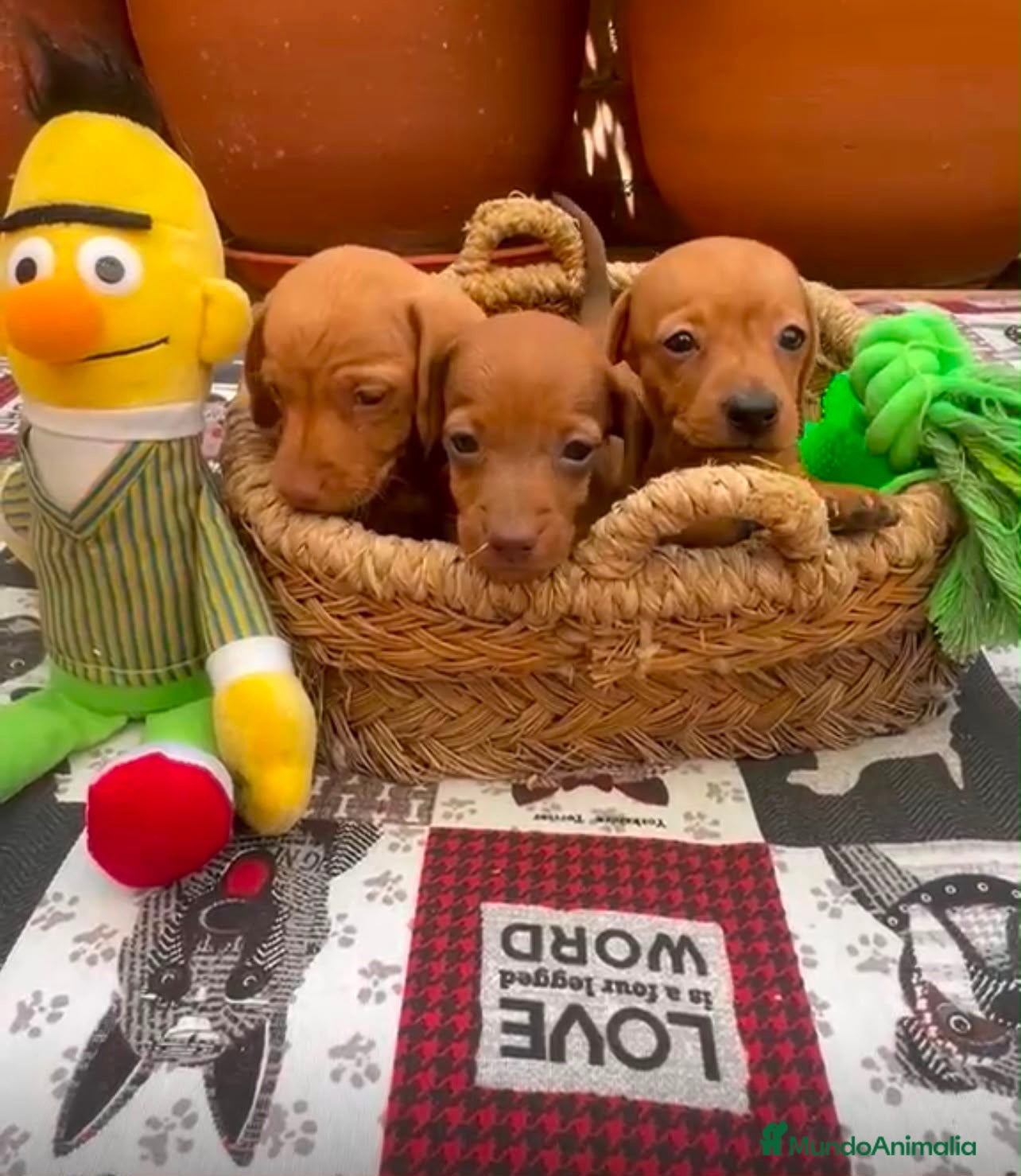 Teckel Miniatura perros Teckel kaninchen - Anuncio 1