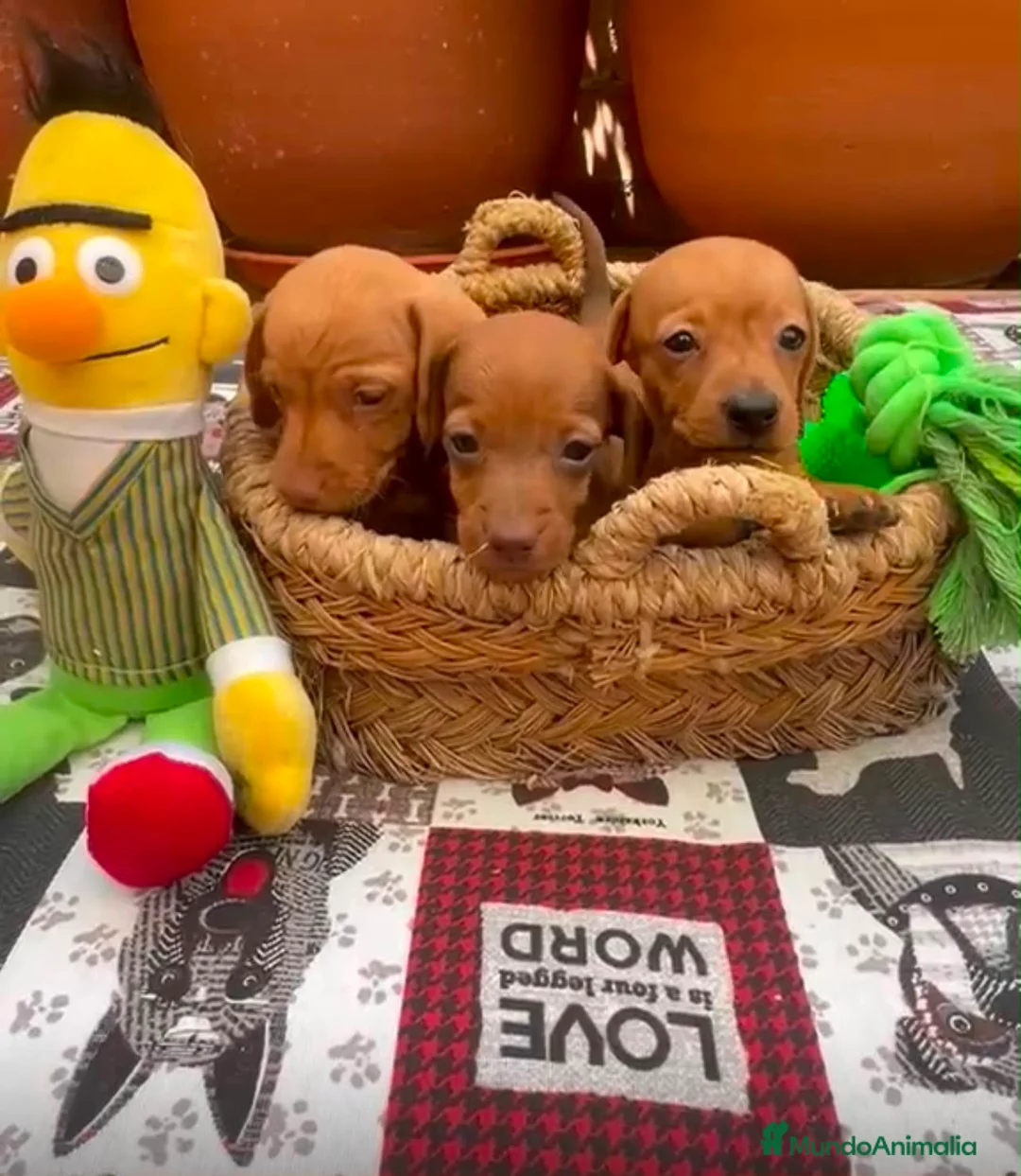 Teckel Miniatura perros en venta: Teckel kaninchen - Anuncio 1