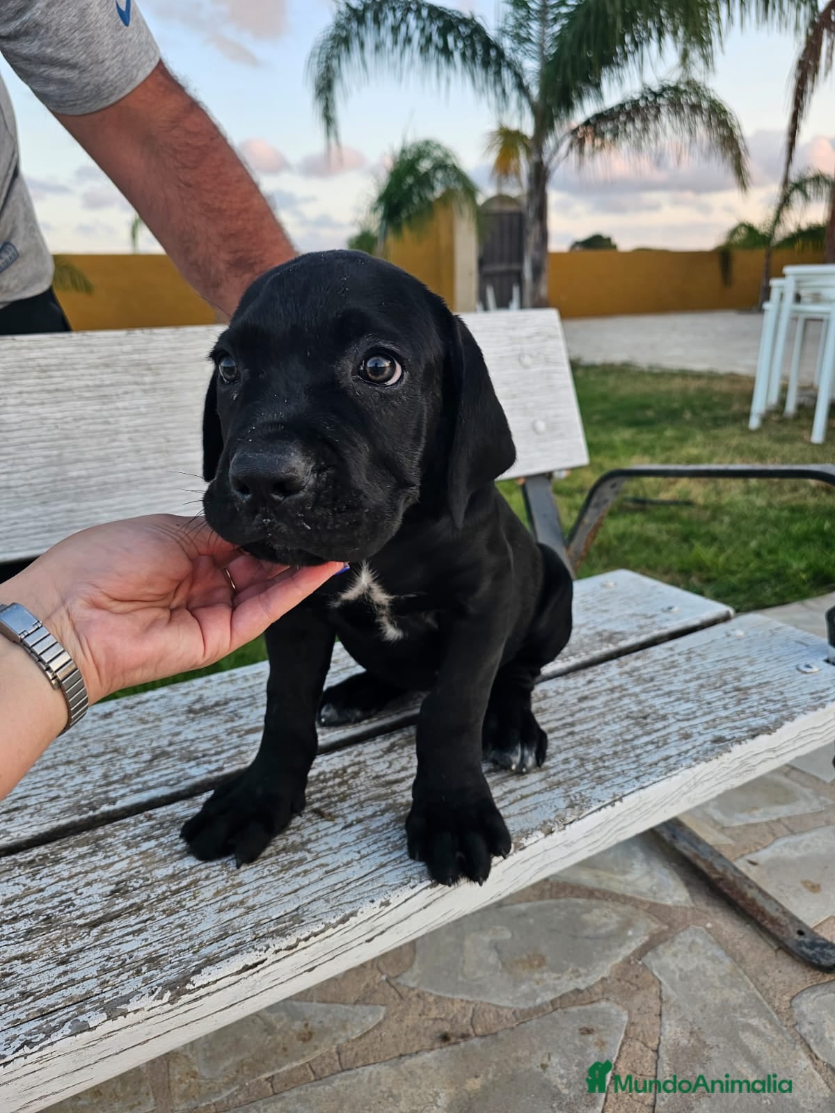 Cane Corso perros Cane corso cachorros precio real - Anuncio 27