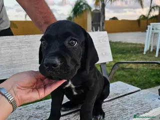 Cane Corso perros Cane corso cachorros precio real - Anuncio 27
