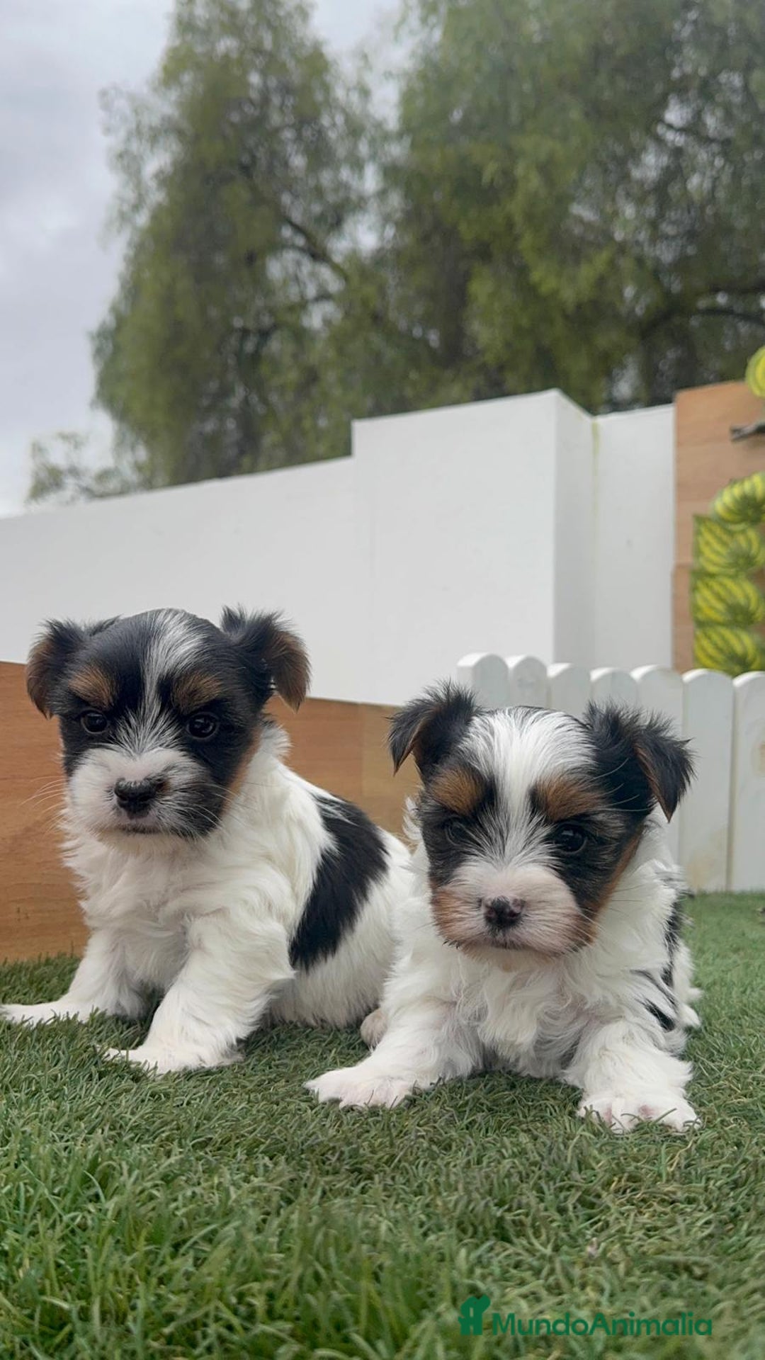 Yorkshire Terrier perros en venta: YORKSHIRE BIEWER MACHOS - Anuncio 15